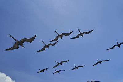 Magnificent frigatebird, fregata magnificens, soaring the clear blue sky over the galapagos islands. 