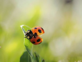 Close-up of a ladybug on leaf