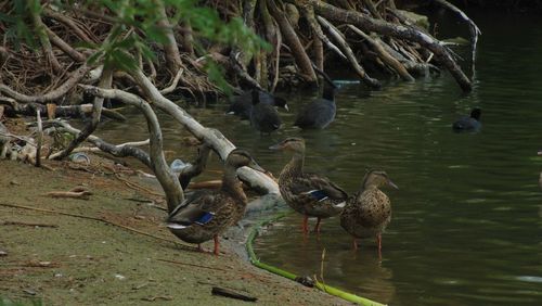 Ducks in a lake