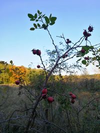 Red berries on tree against sky