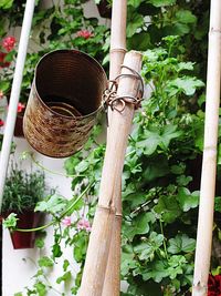 Close-up of plants in greenhouse