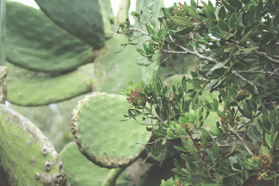 Close-up of succulent plant