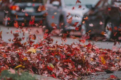 Close-up of maple leaves during autumn