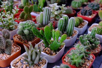 High angle view of succulent plants