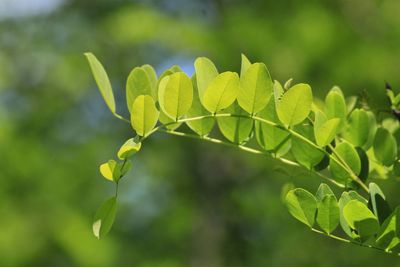 Close-up of fresh green plant