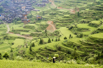 Scenic view of wheat field