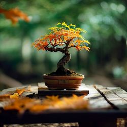 Close-up of a bonsai on table