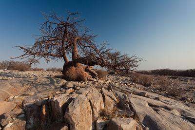 Dead tree on rock against sky