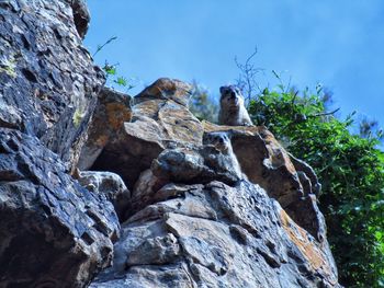 Low angle view of statue on tree against sky