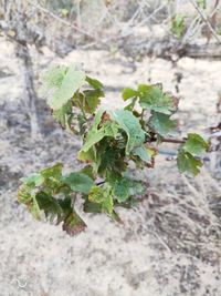 High angle view of plant growing on field