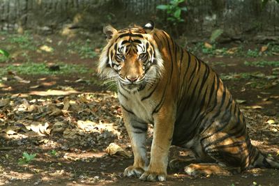 View of a horse in zoo