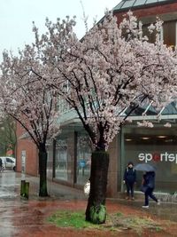 View of cherry blossom tree in city