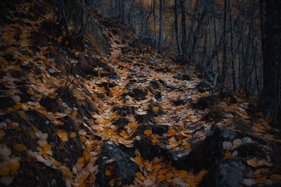 Full frame shot of autumn trees in forest