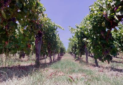 Trees growing on field against sky