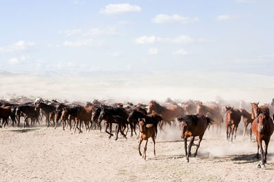 View of horses on field against sky
