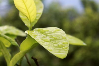 Close-up of fresh green leaf