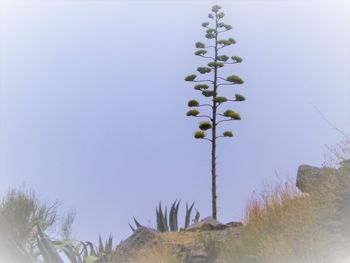 Plants growing on field against clear sky