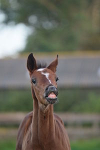 Portrait of a horse on field