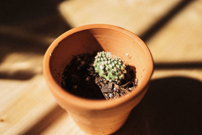 Close-up of potted plant on table