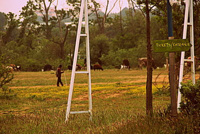 Trees on grassy field