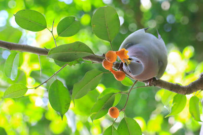 Close-up of fruit growing on tree