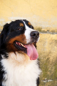 Close-up of a dog looking away