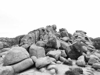 Close-up of cactus against clear sky