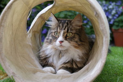 Close-up portrait of cat relaxing in a tunnel