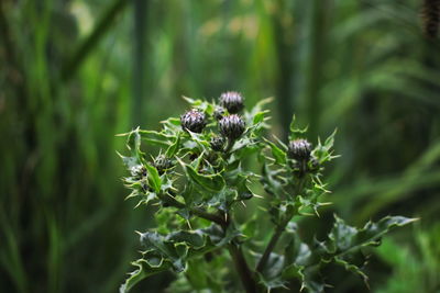 Close-up of insect on plant