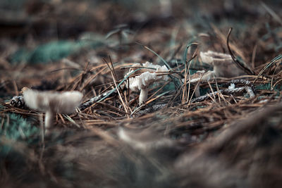 Close-up of dried plant on field