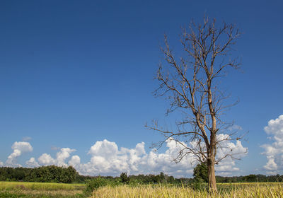Dead tree on blue sky background with copy space
