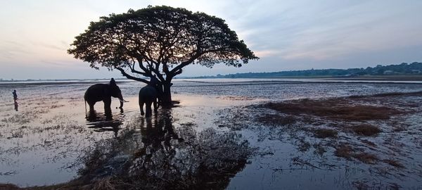 Rear view of woman walking at beach