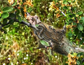 Lizard on a tree