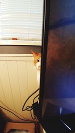 Portrait of cat sitting by window at home