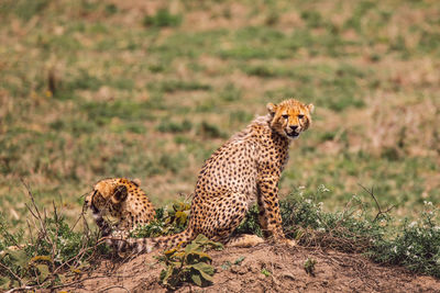 Close-up of cheetah