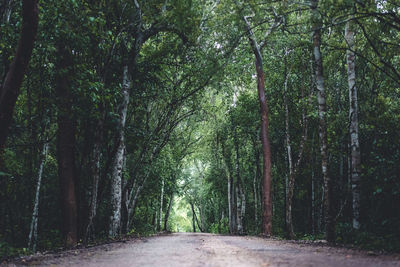 Road amidst trees in forest