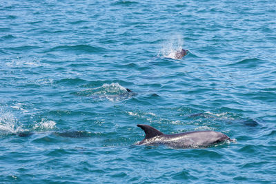 View of duck swimming in sea