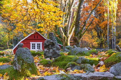 Plants and trees by house during autumn