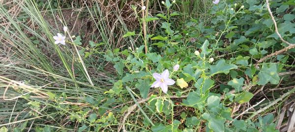 plant