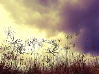 Plants growing on field against sky