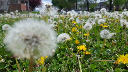 Close-up of white flowers blooming in field