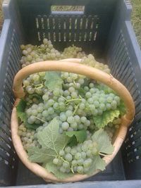 High angle view of vegetables in basket