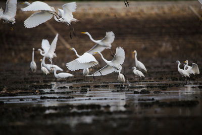 White birds flying over lake