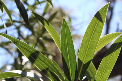 Close-up of plant growing outdoors