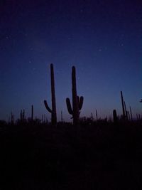 Low angle view of cactus growing on field against clear sky at night