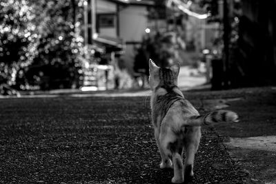 Dog looking away in city