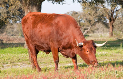 Cows in a field