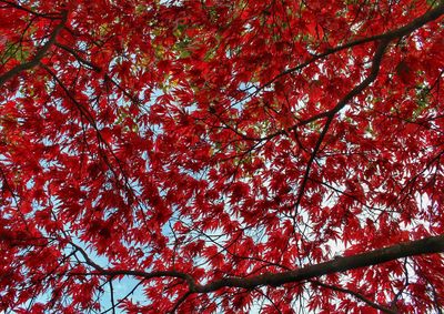 Low angle view of flowering tree against sky