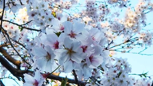 flowering plant