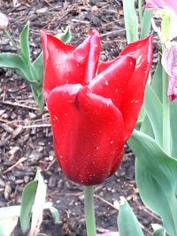 Close-up of red rose flower on field